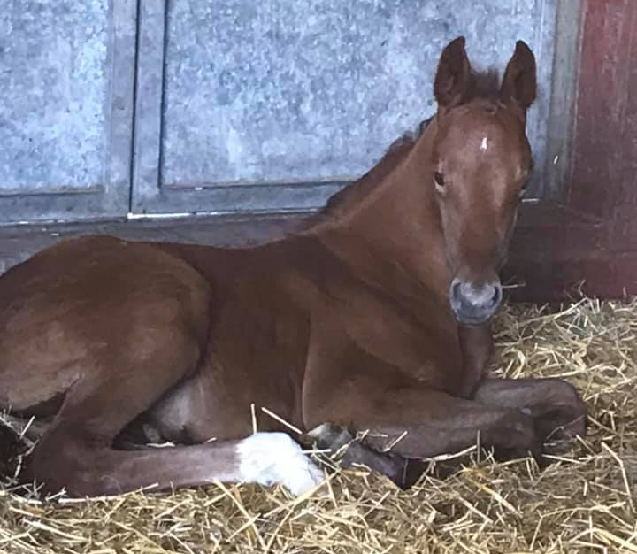 Whisper In The Wind - Foals For Sale